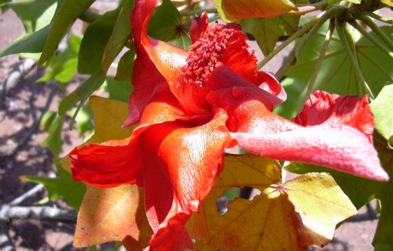 10 Редчайших цветов на Земле