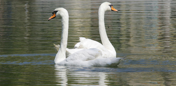 В воронежское озеро на Минской снова поселили пару лебедей