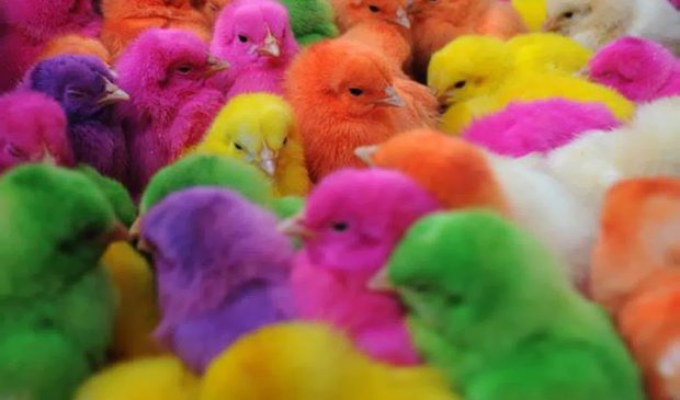 Крашеные живые цыплята — хит Пасхи 2012