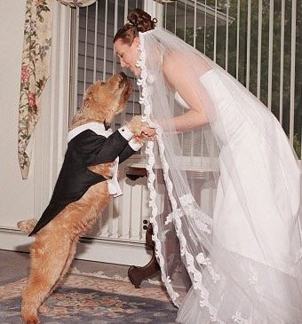 Выйти замуж за собаку или чего только женщина не сделает ради денег