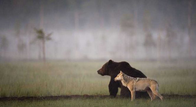 Дружба волка с медведем.